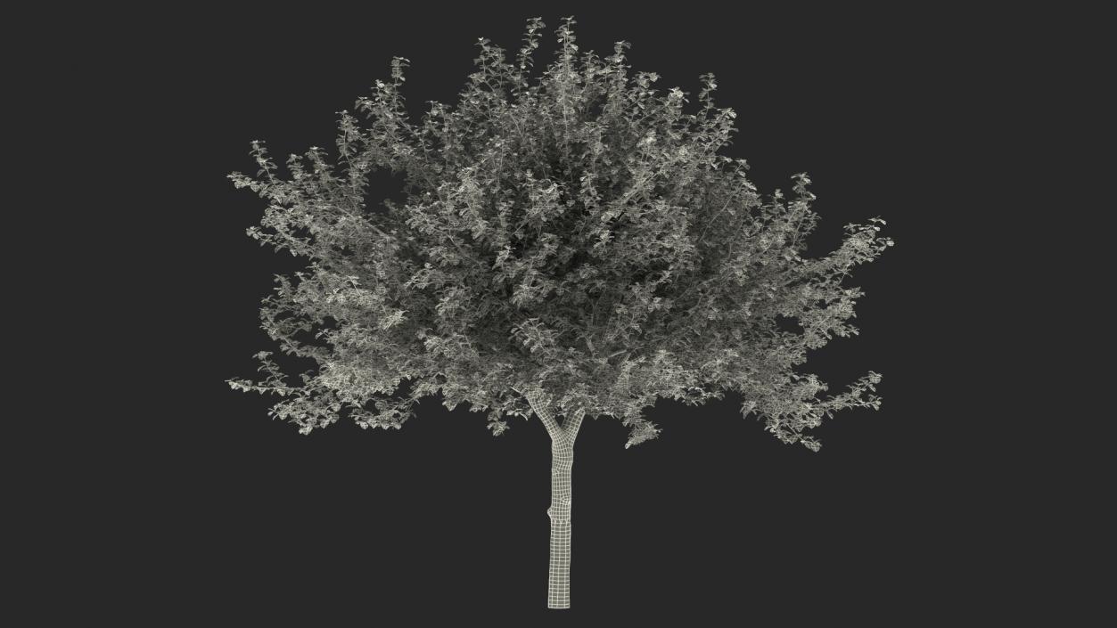 Cockspur Hawthorn 3D