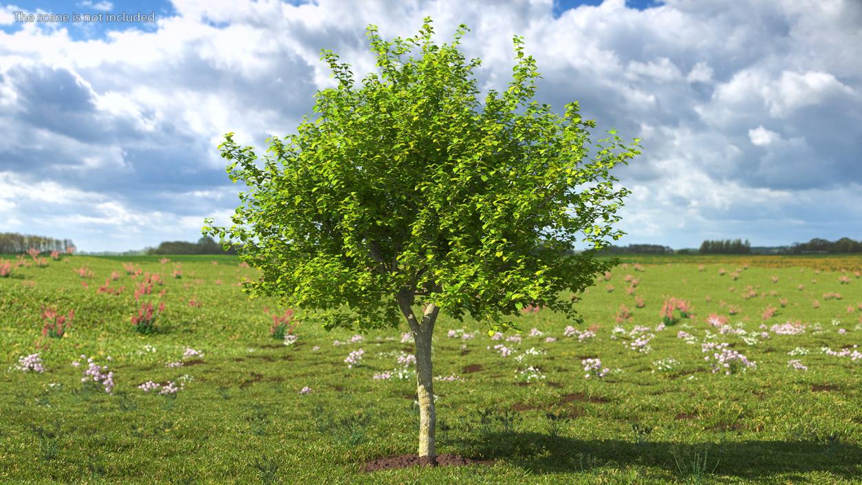 Cockspur Hawthorn 3D