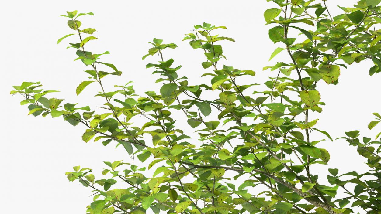 Cockspur Hawthorn 3D