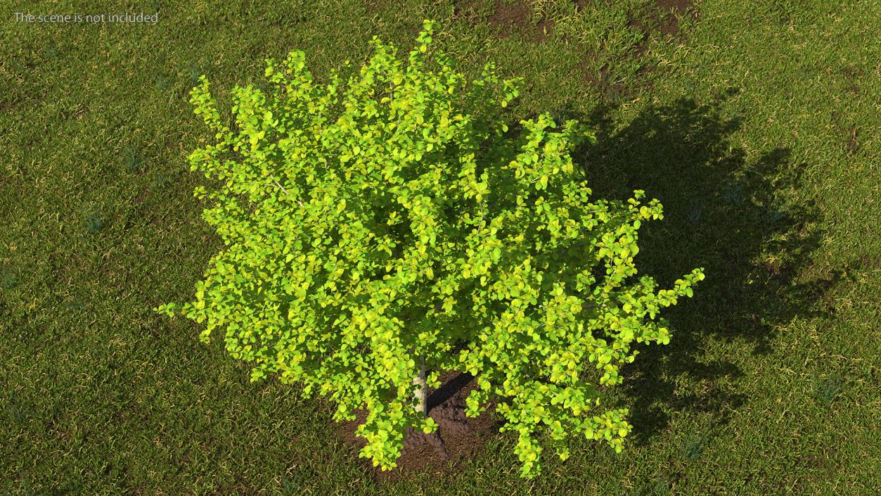 Cockspur Hawthorn 3D