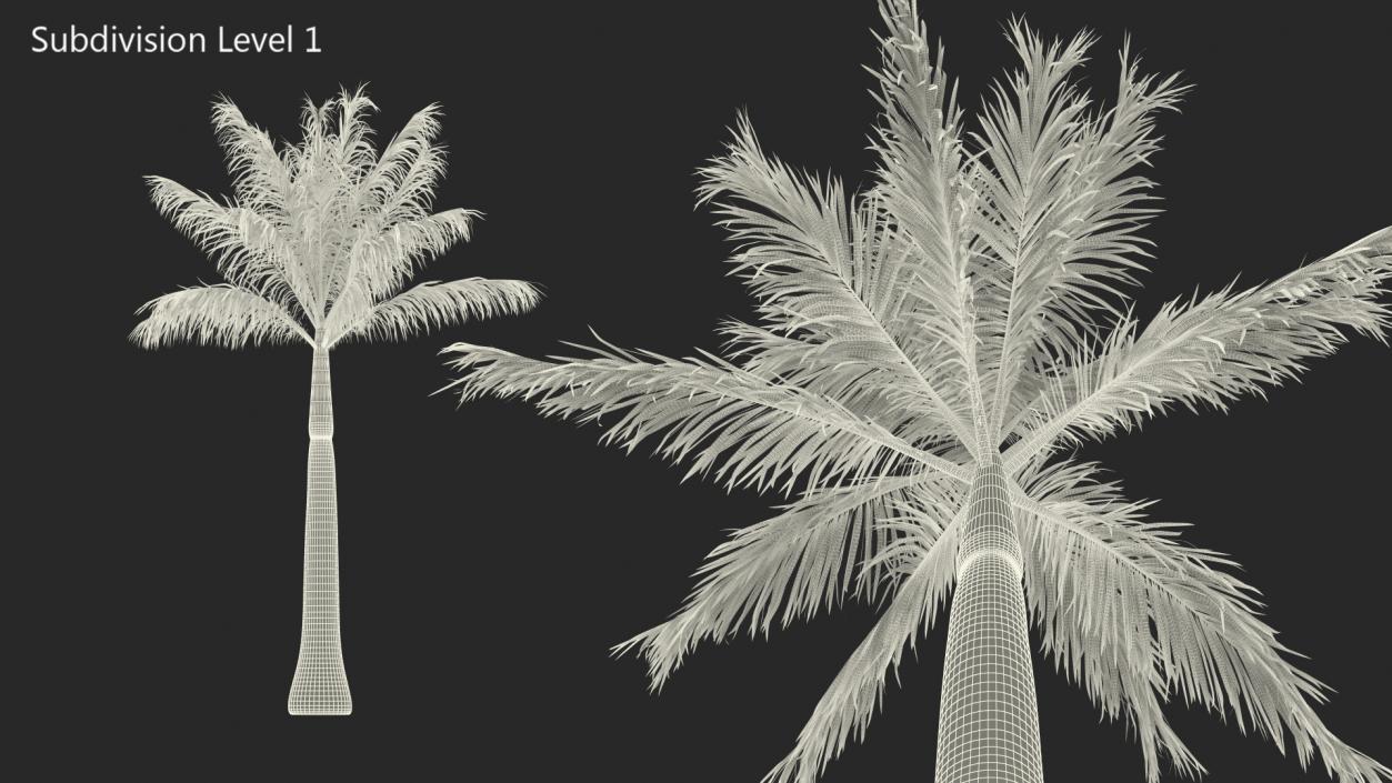 3D model Roystonea Regia Palm