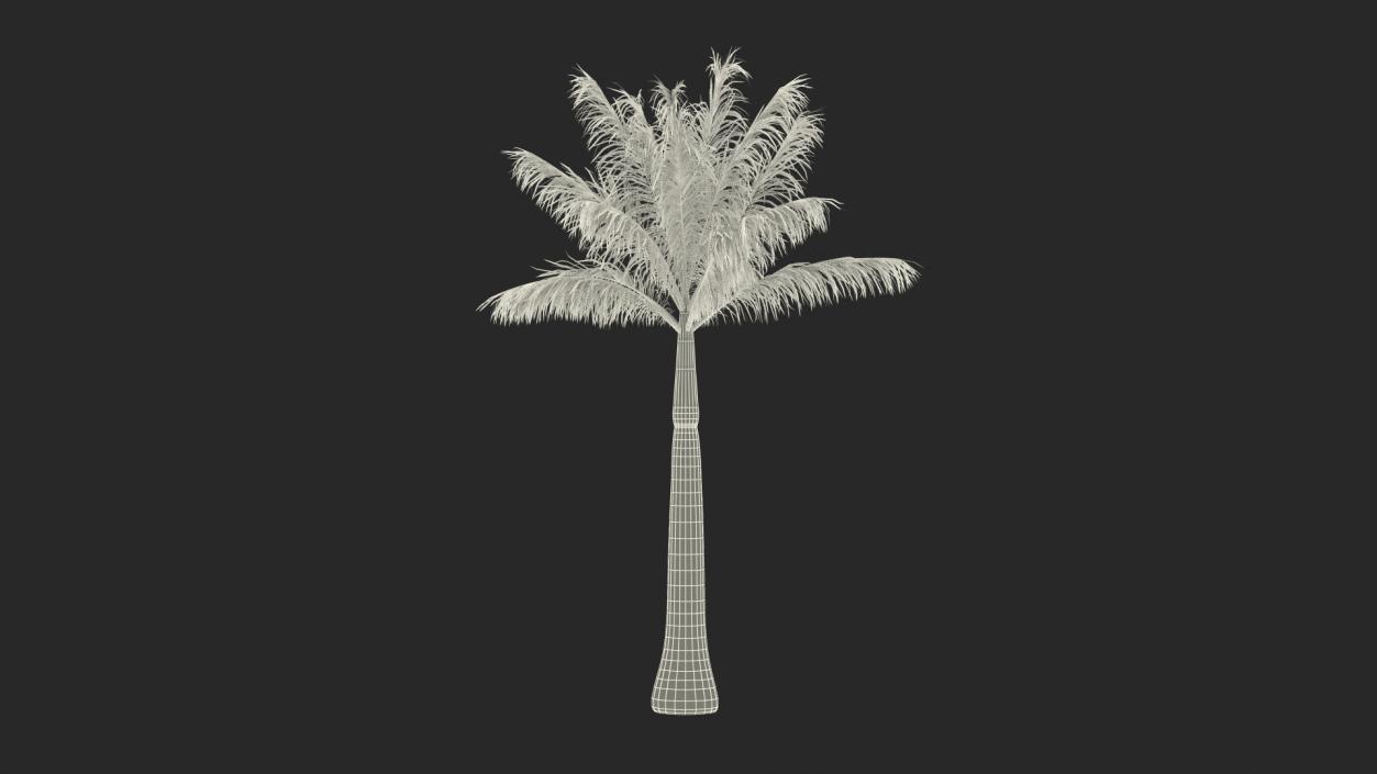 3D model Roystonea Regia Palm