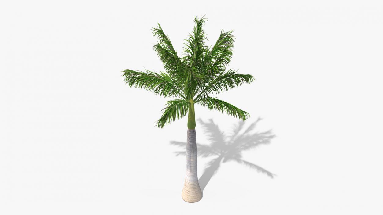 3D model Roystonea Regia Palm