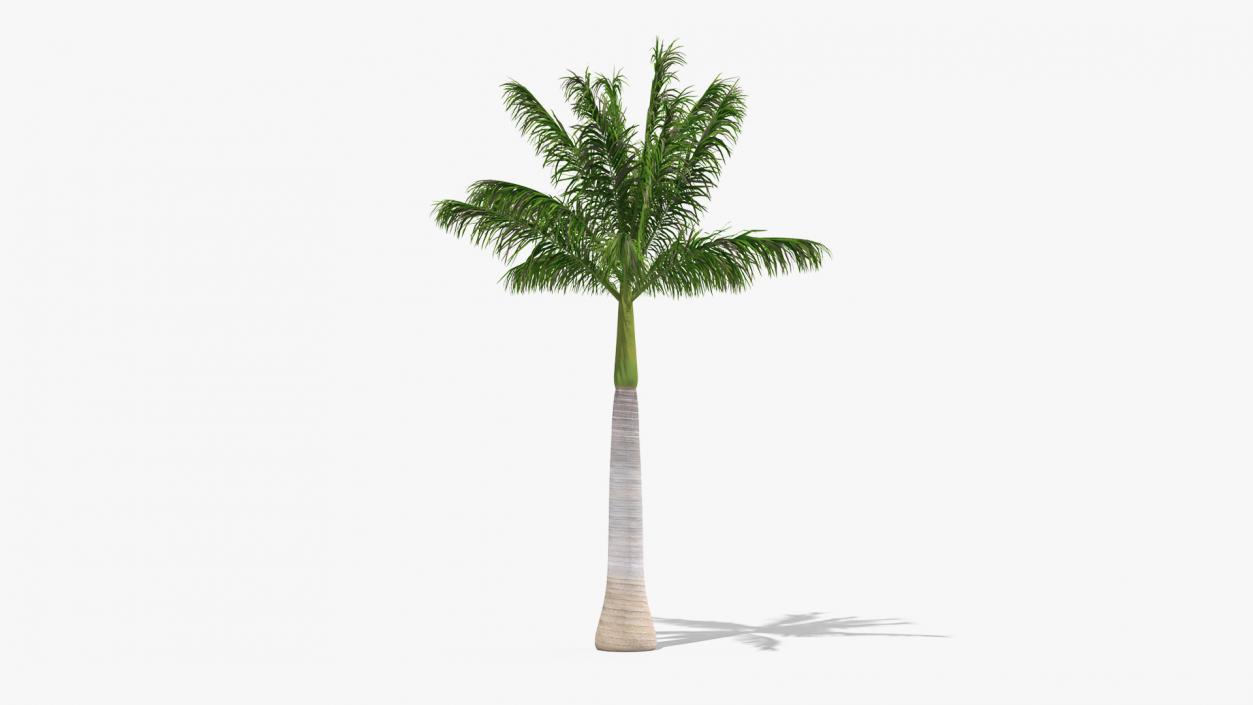 3D model Roystonea Regia Palm