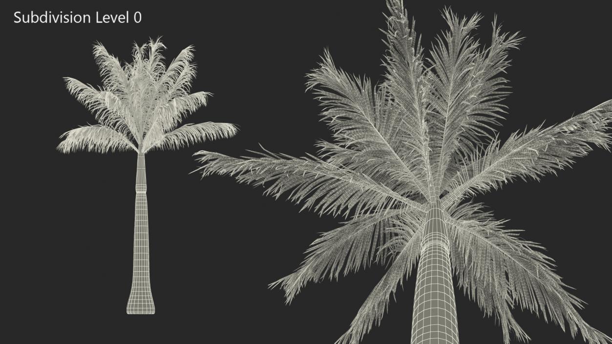 3D model Roystonea Regia Palm