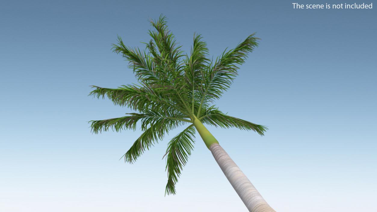 3D model Roystonea Regia Palm