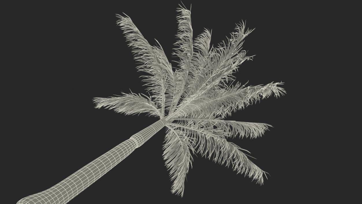 3D model Roystonea Regia Palm