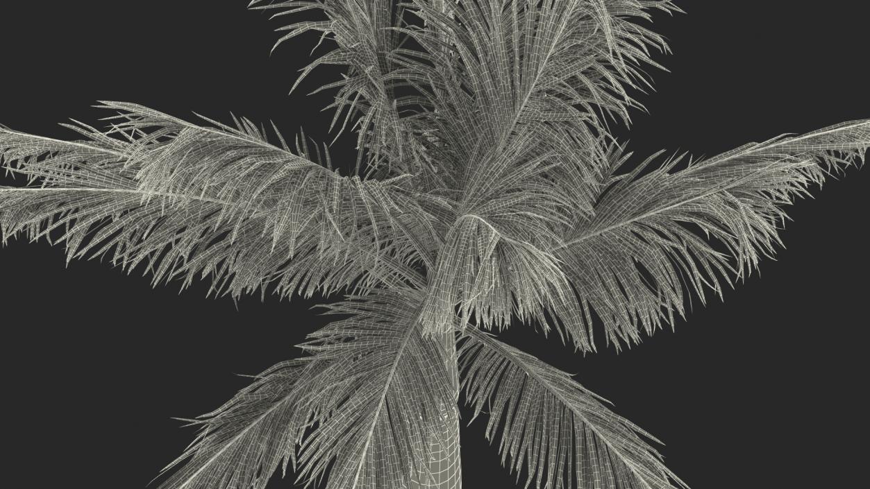 3D model Roystonea Regia Palm