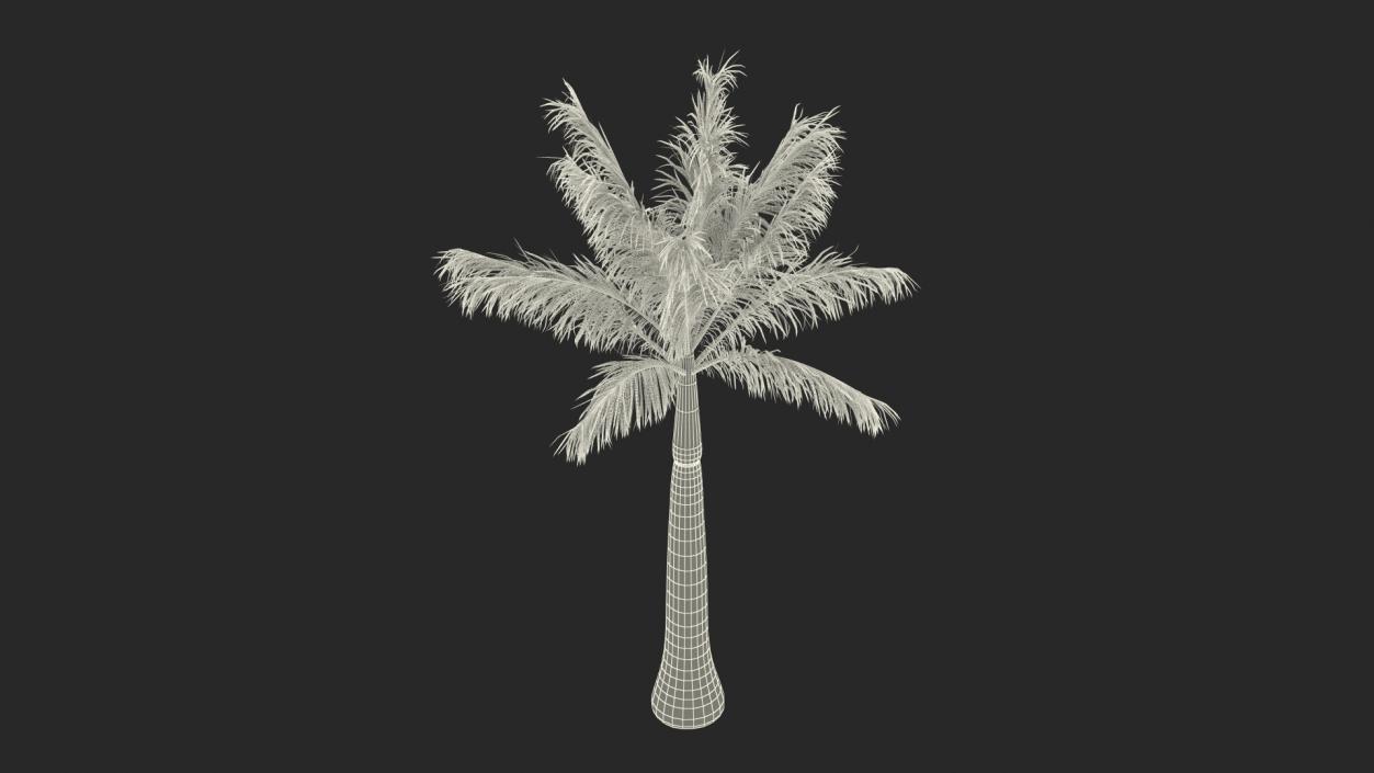 3D model Roystonea Regia Palm