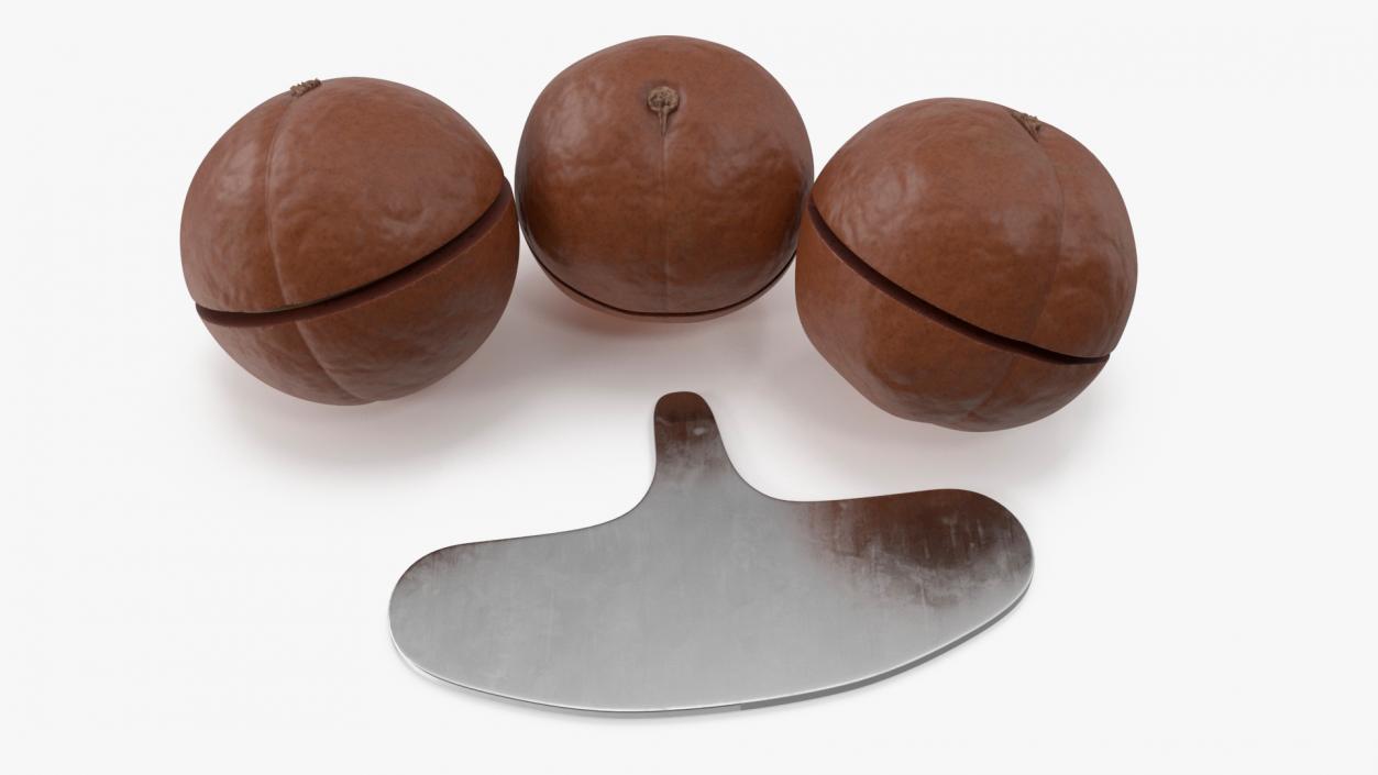 3D model Cut Macadamia Nuts with Iron Opener