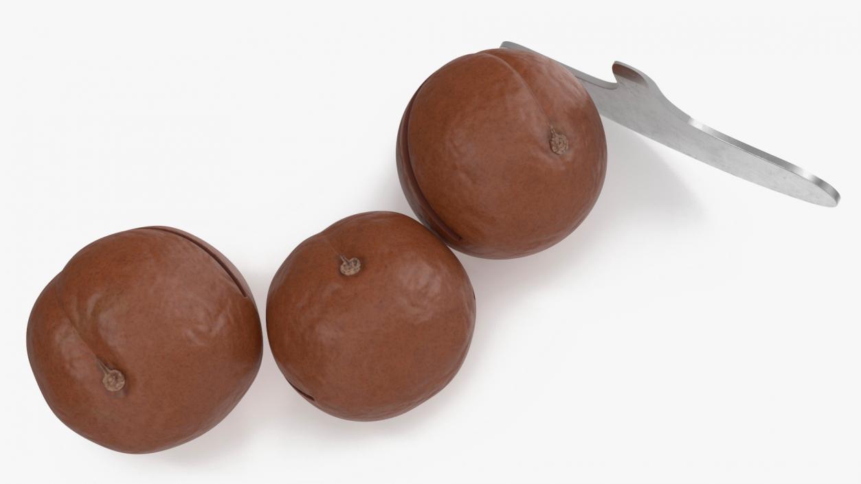 3D model Cut Macadamia Nuts with Iron Opener