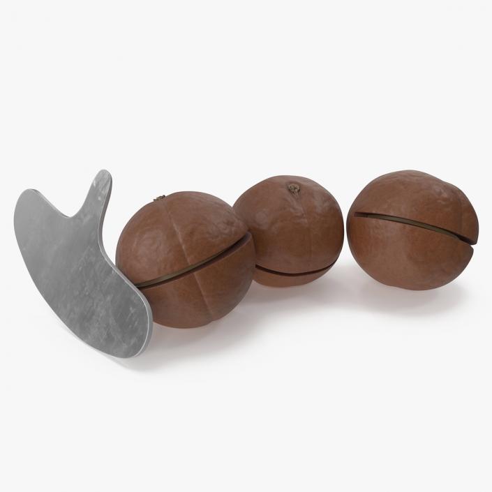 3D model Cut Macadamia Nuts with Iron Opener