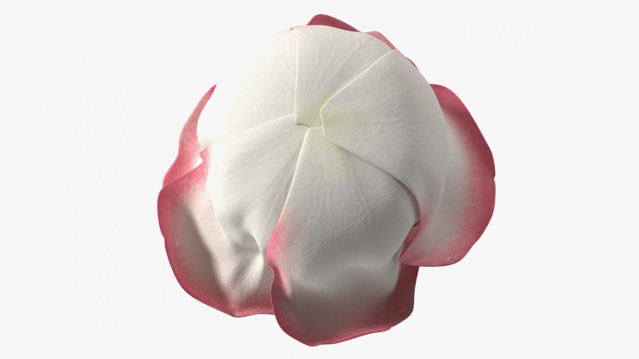 3D Rose Bud Pink model