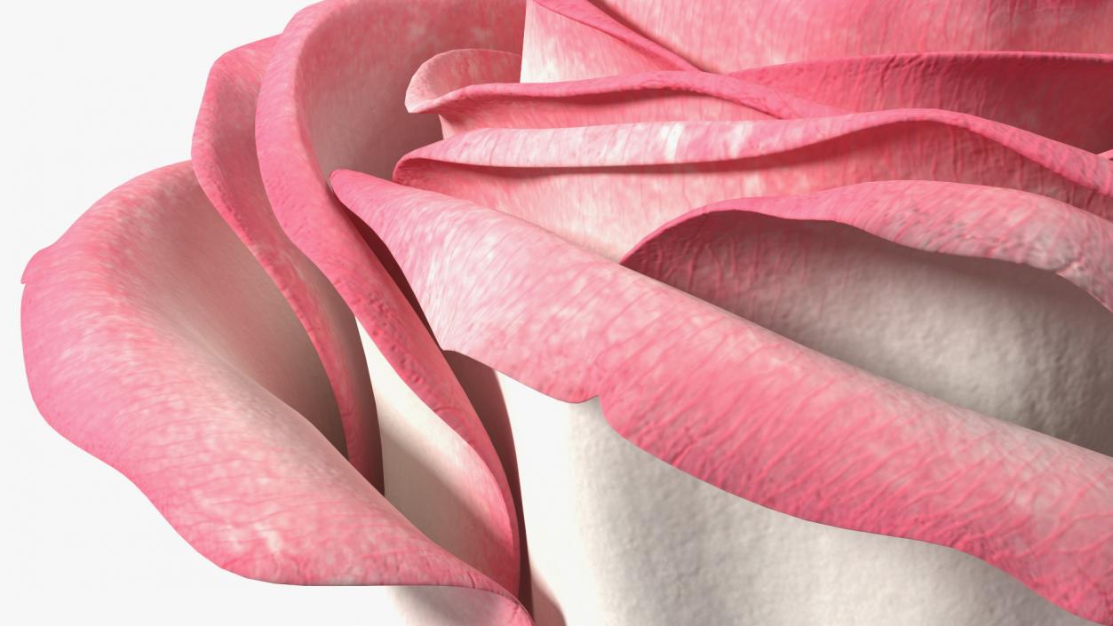 3D Rose Bud Pink model