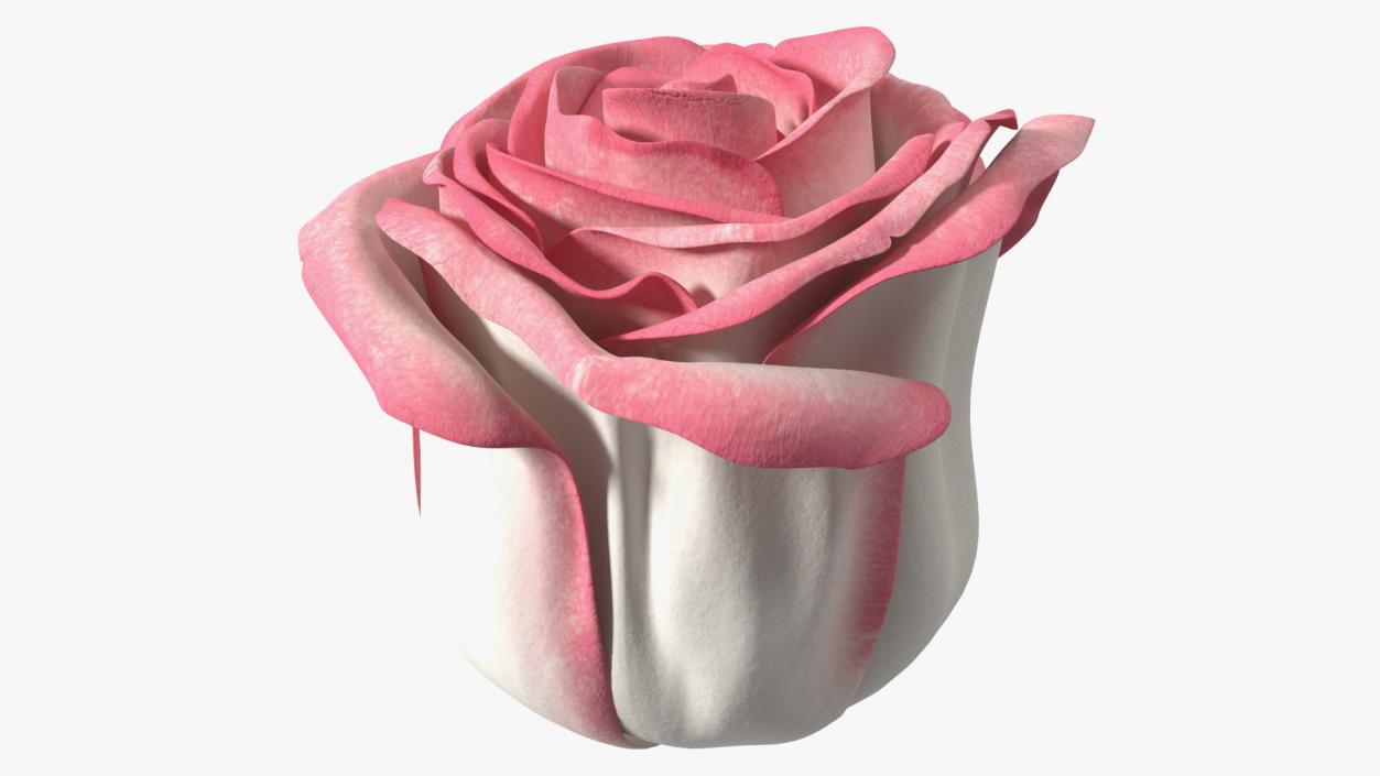 3D Rose Bud Pink model