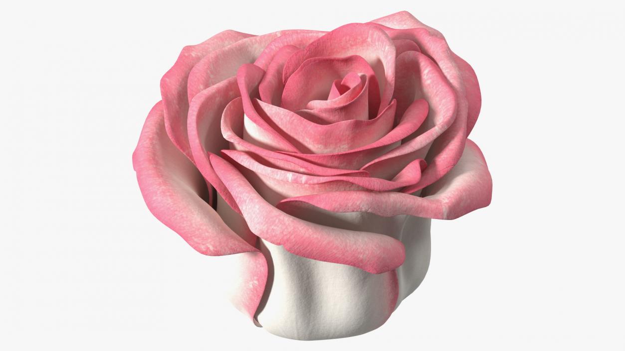 3D Rose Bud Pink model