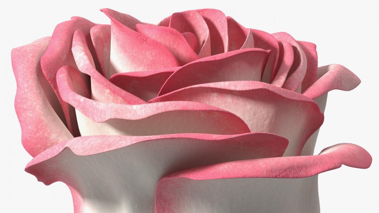 3D Rose Bud Pink model