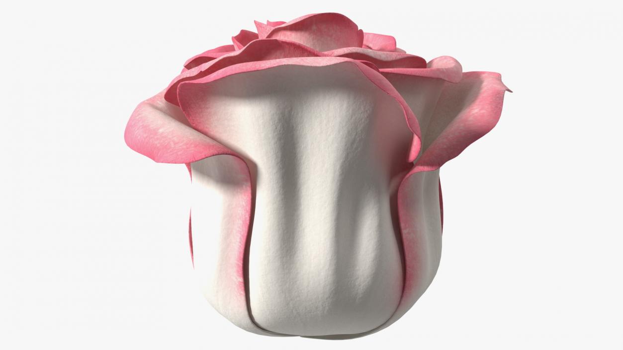 3D Rose Bud Pink model