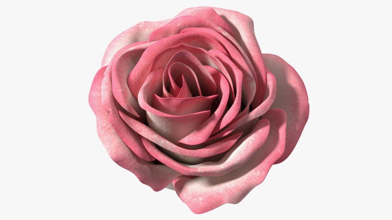 3D Rose Bud Pink model