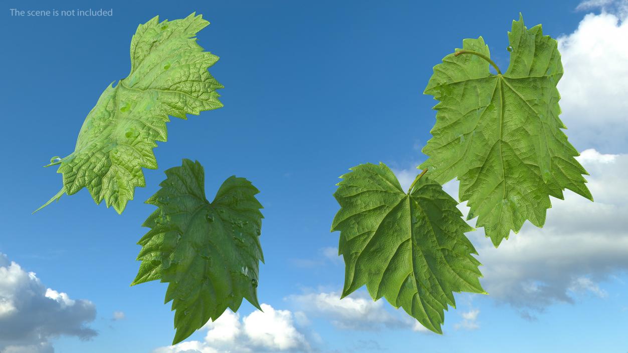 3D Grape Leaves with Dew