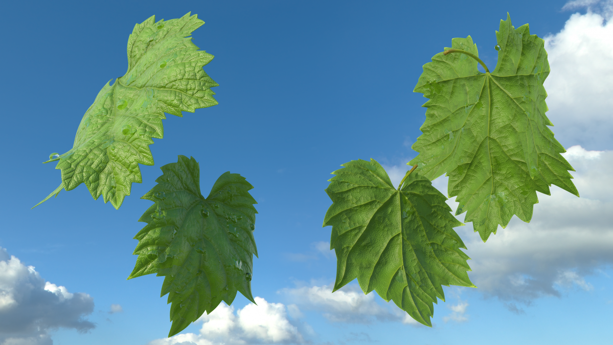 3D Grape Leaves with Dew