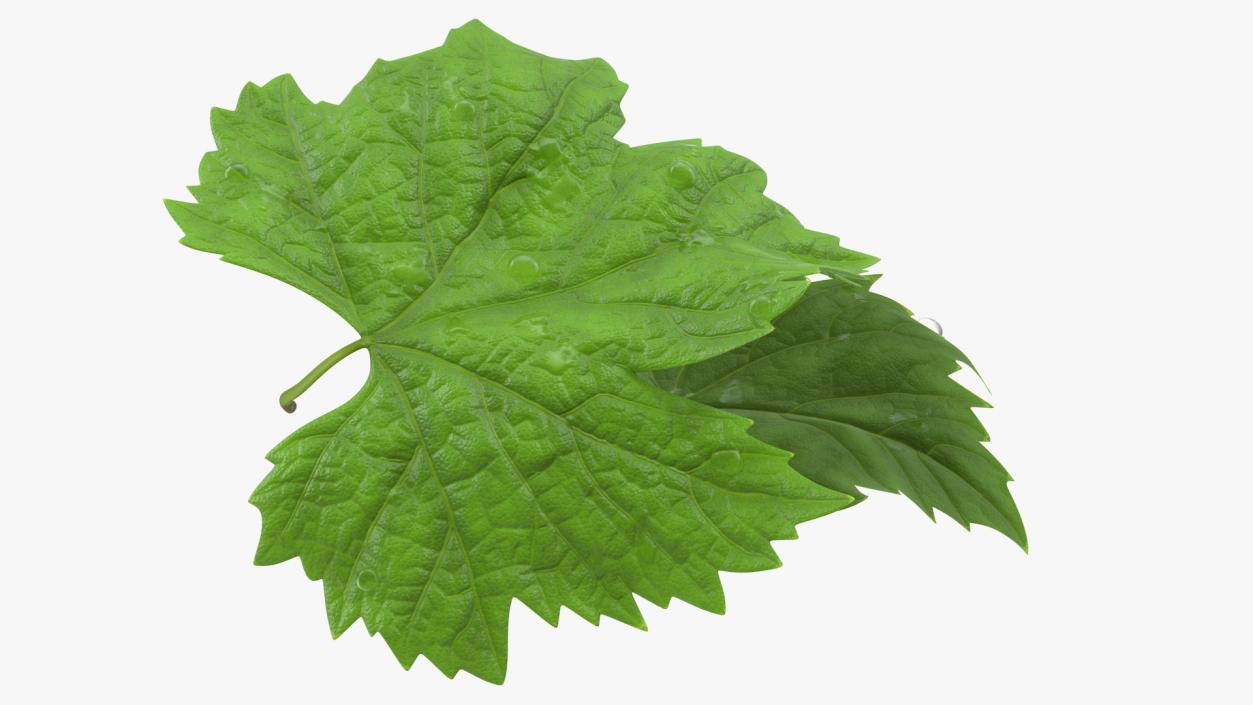 3D Grape Leaves with Dew