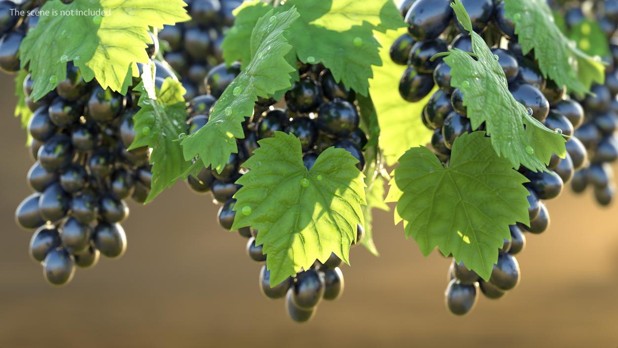 3D Grape Leaves with Dew