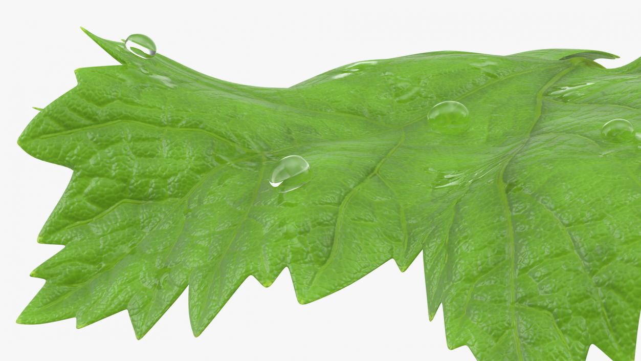 3D Grape Leaves with Dew