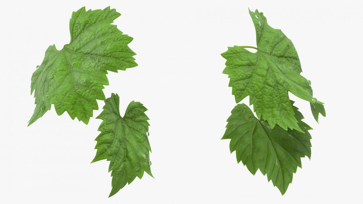 3D Grape Leaves with Dew