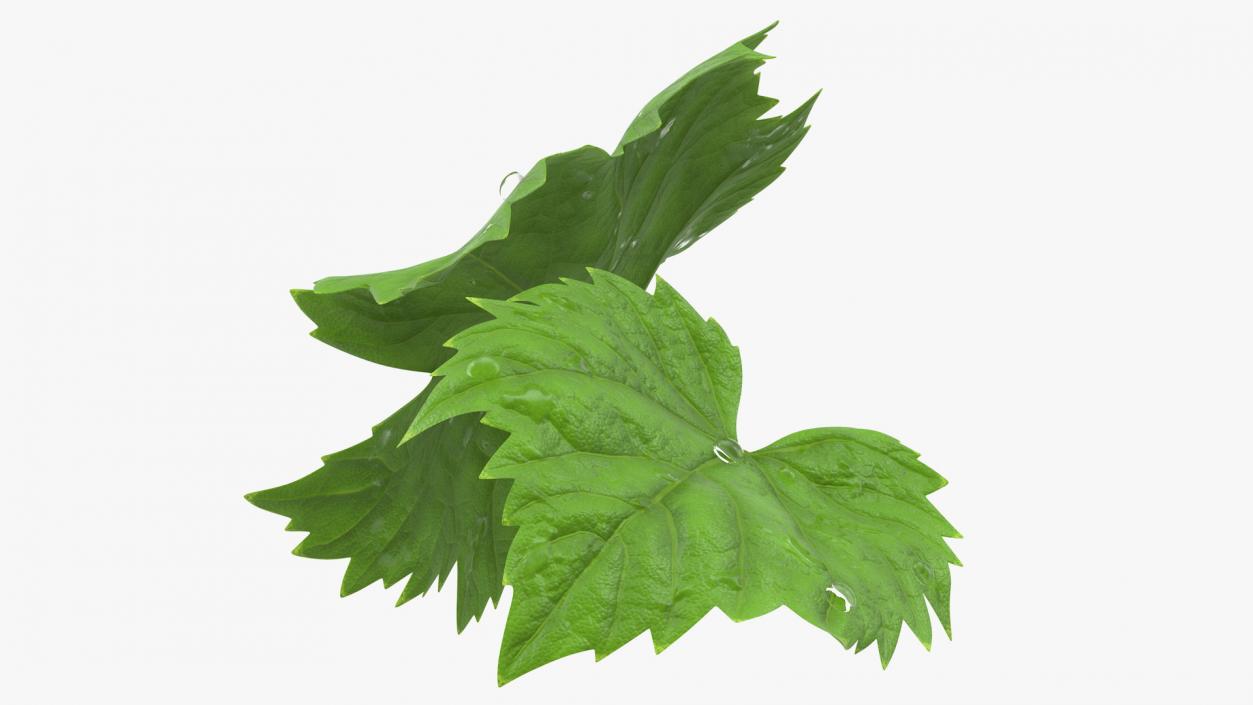 3D Grape Leaves with Dew