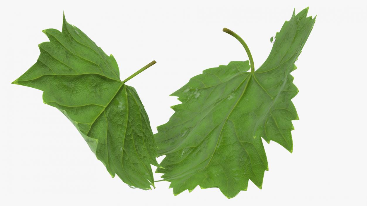 3D Grape Leaves with Dew