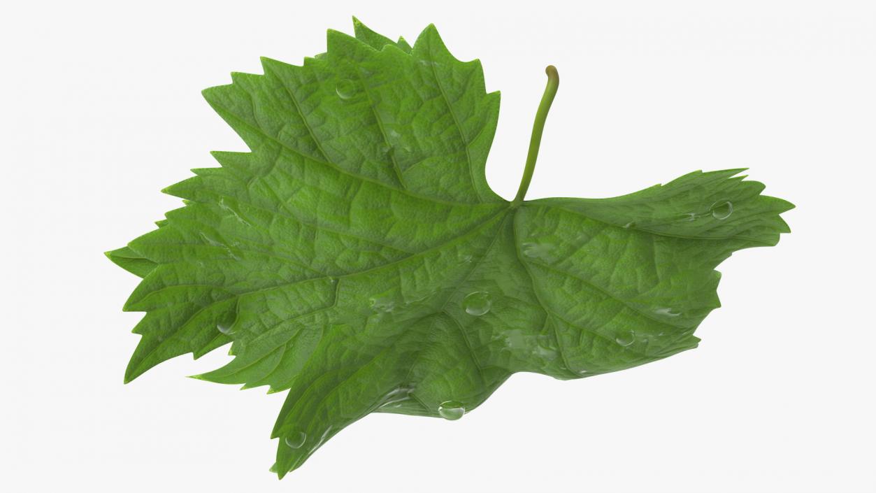 3D Grape Leaves with Dew