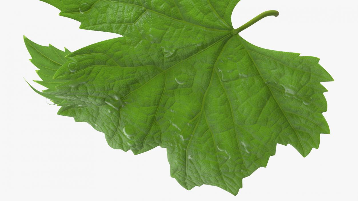 3D Grape Leaves with Dew