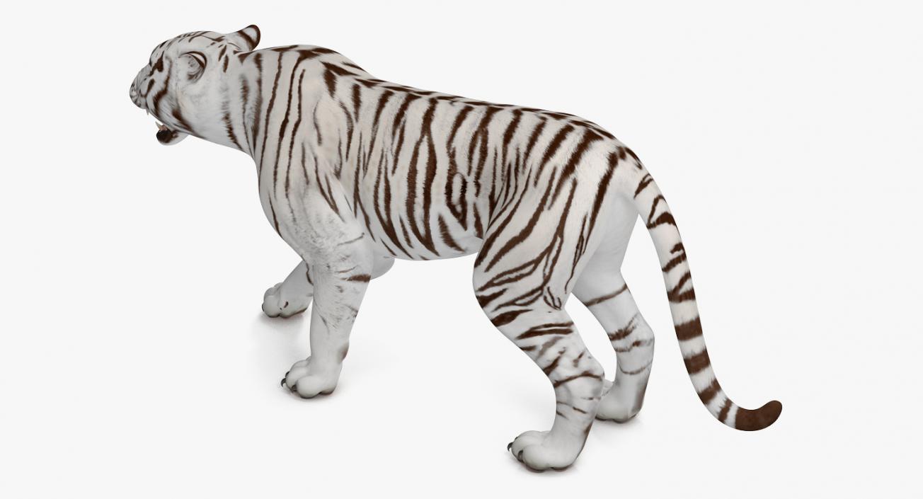 3D White Tiger Roar