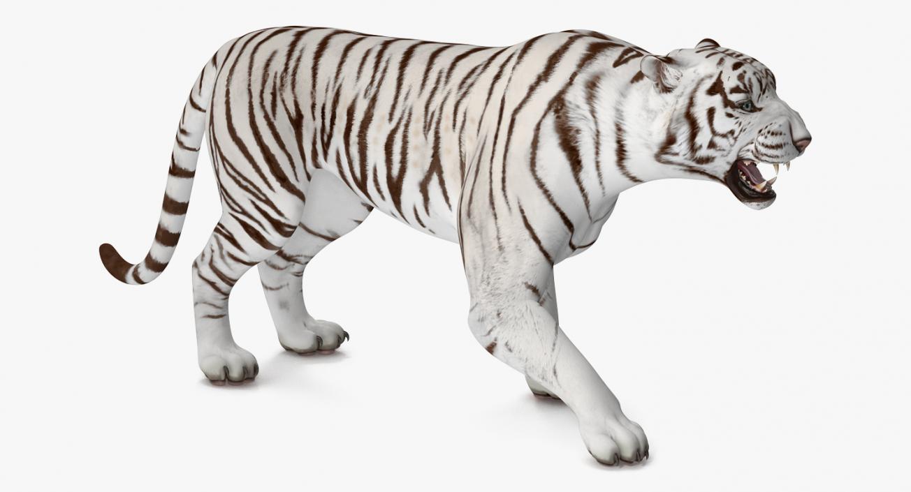 3D White Tiger Roar