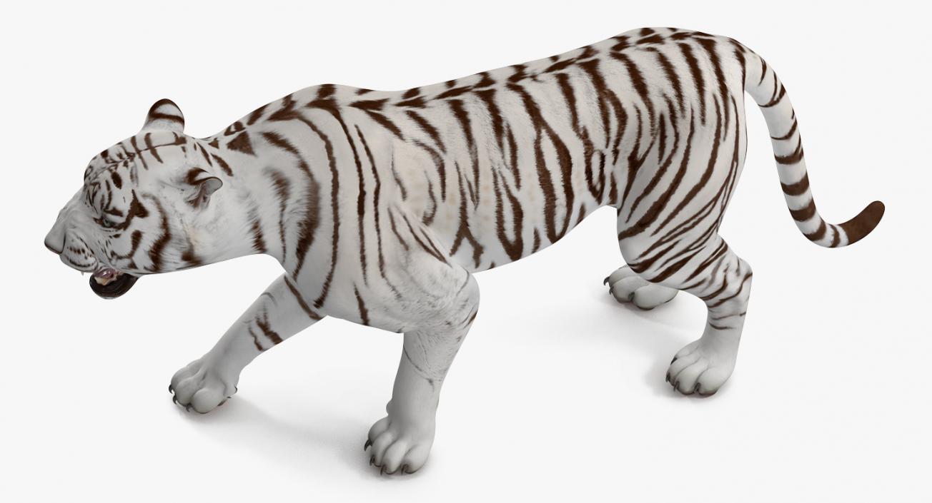 3D White Tiger Roar