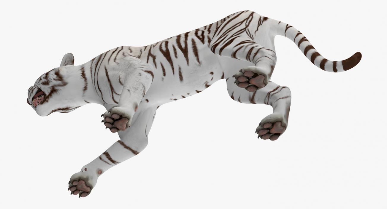 3D White Tiger Roar