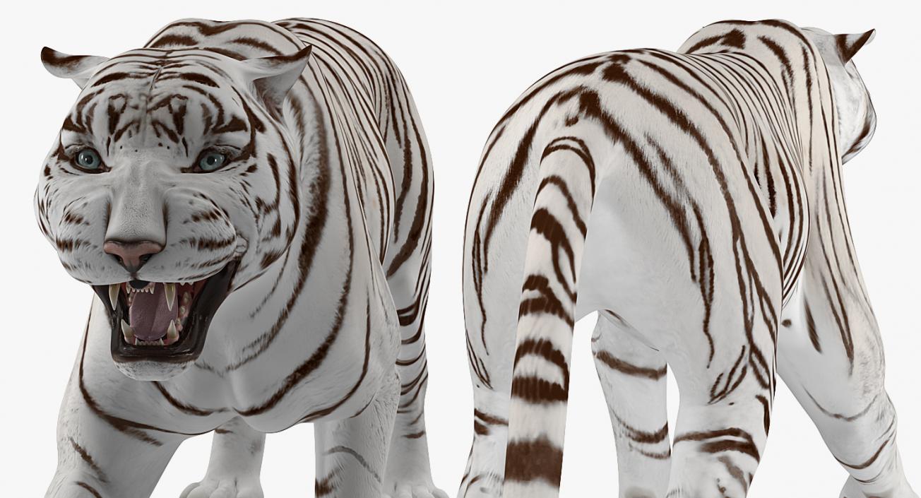 3D White Tiger Roar