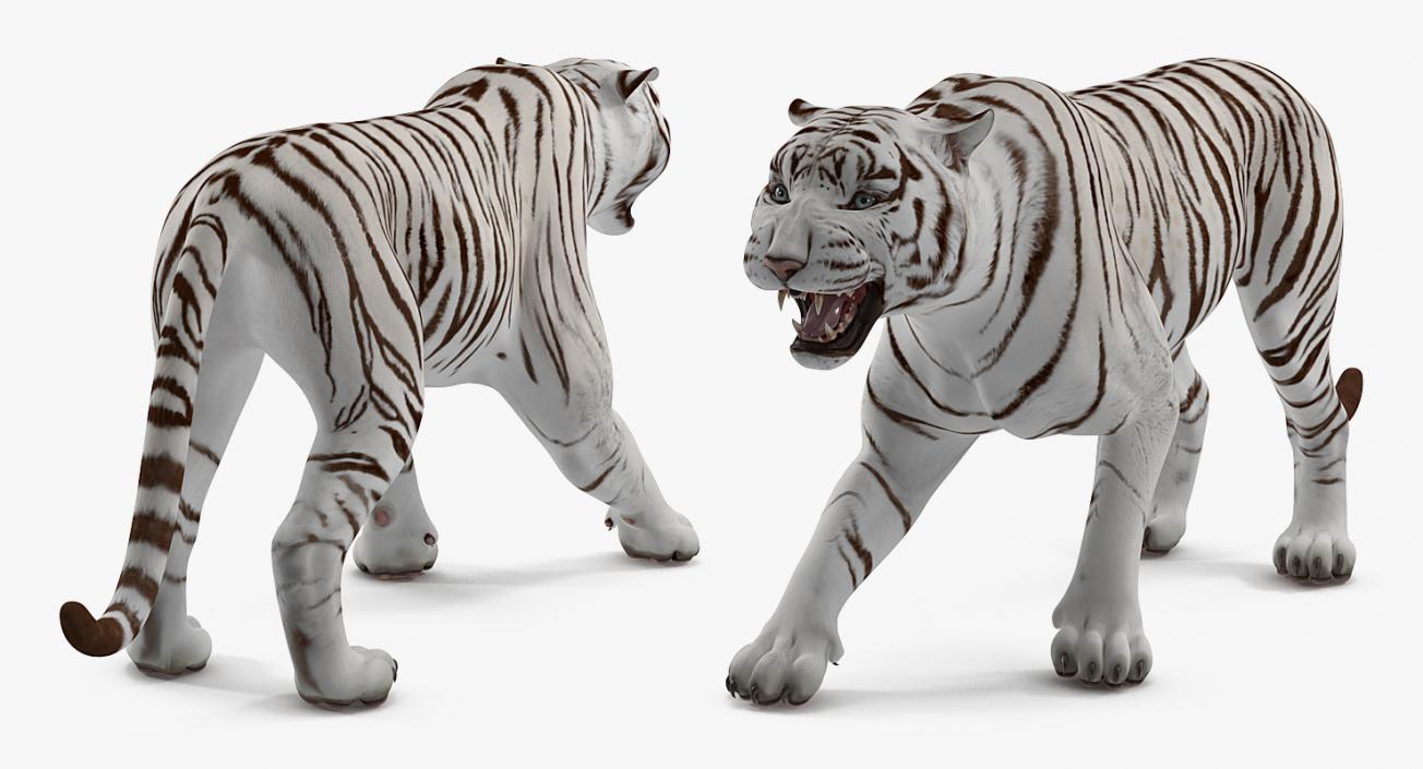 3D White Tiger Roar