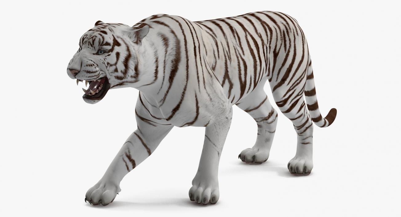 3D White Tiger Roar