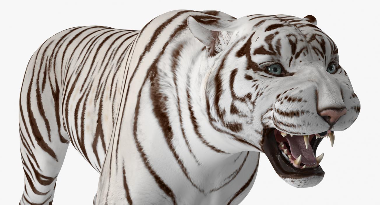 3D White Tiger Roar