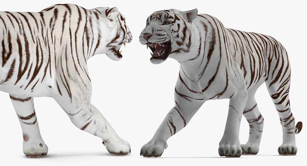 3D White Tiger Roar