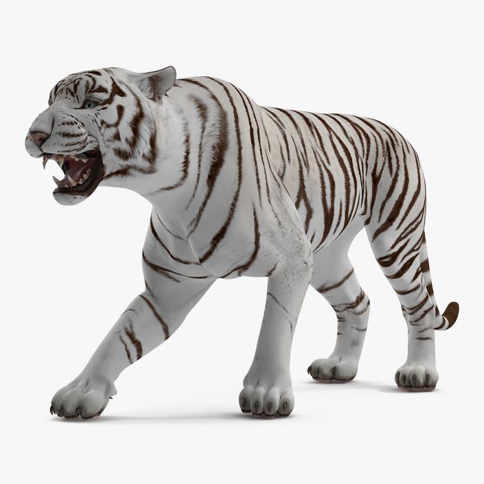 3D White Tiger Roar