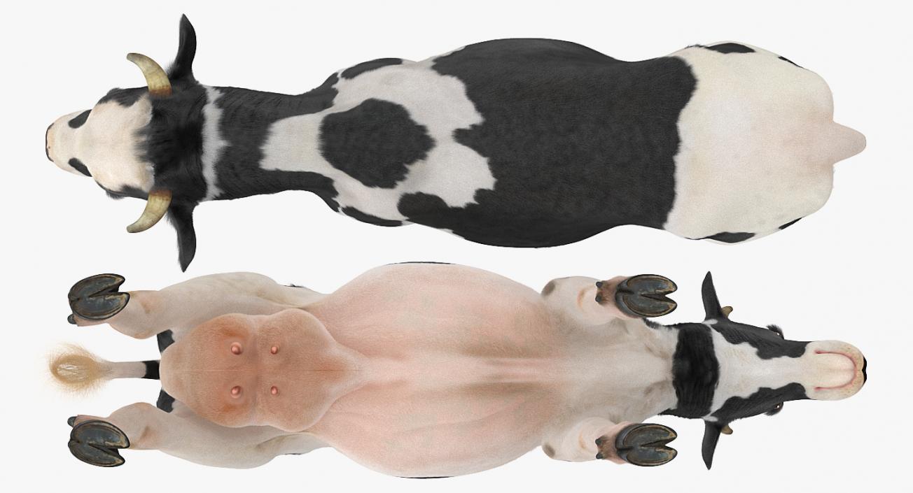 3D Animated Cow Collection model