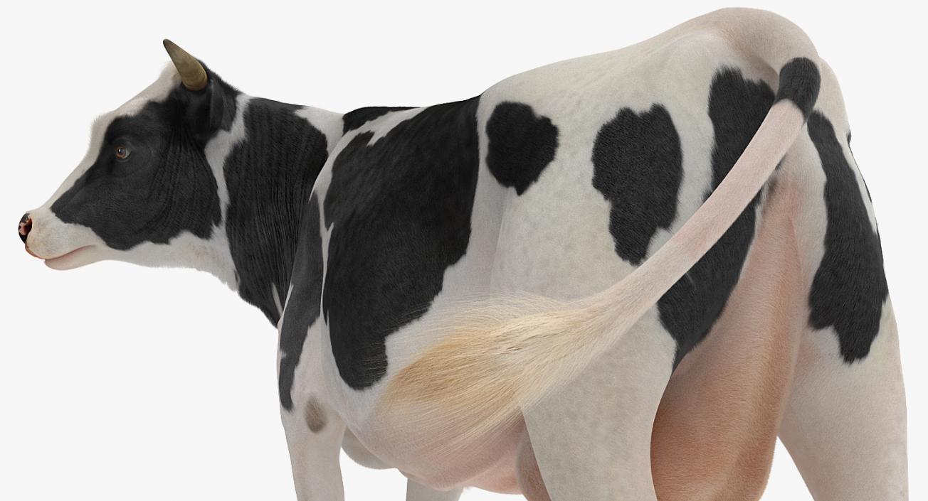 3D Animated Cow Collection model