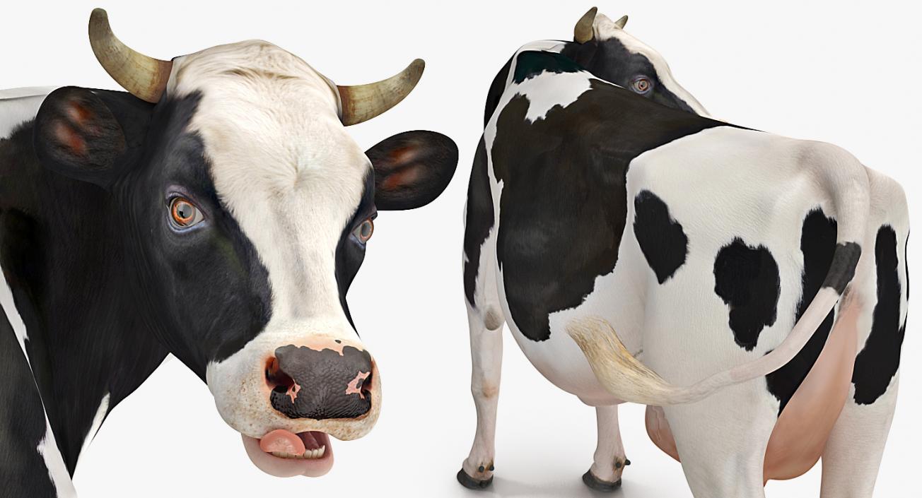 3D Animated Cow Collection model