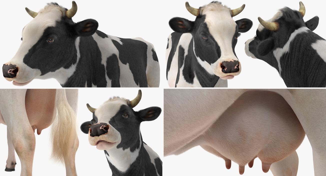 3D Animated Cow Collection model