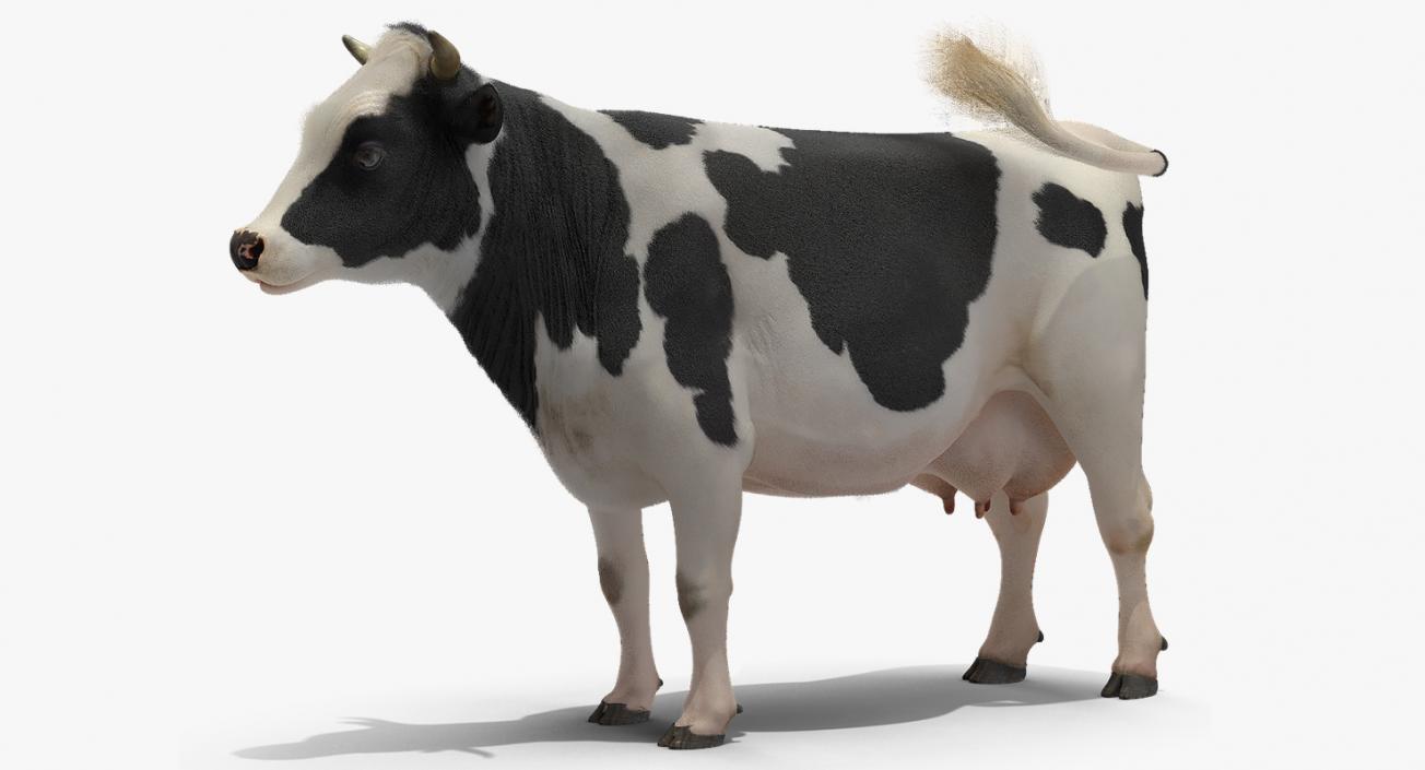 3D Animated Cow Collection model