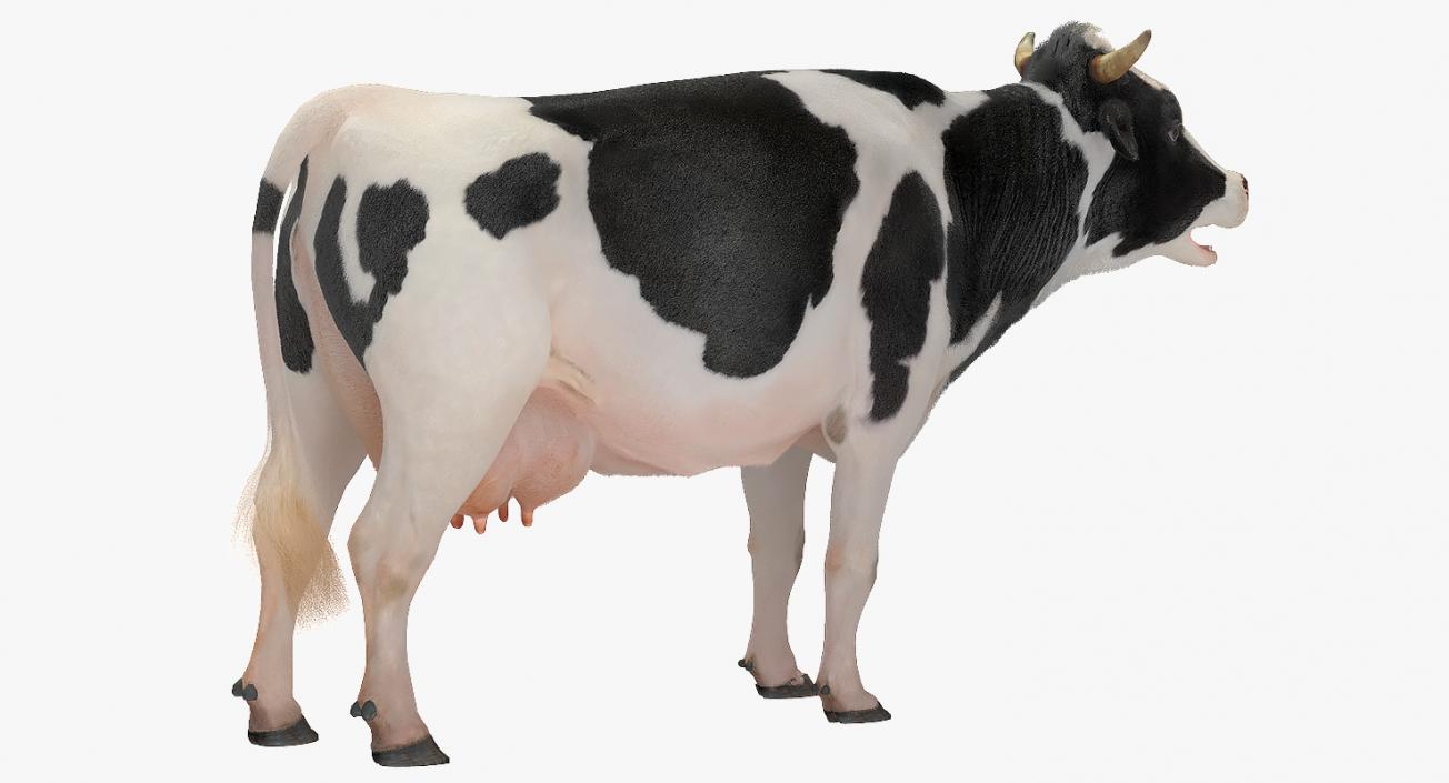 3D Animated Cow Collection model