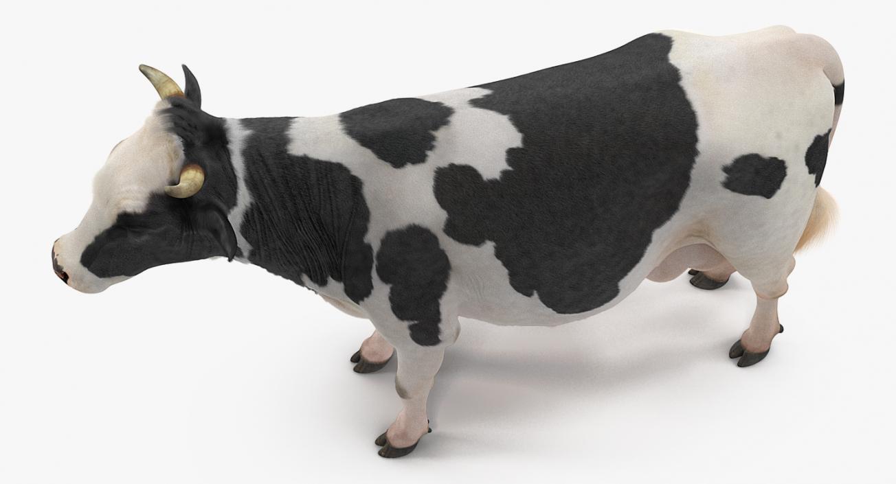 3D Animated Cow Collection model